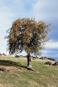 South Island Kowhai